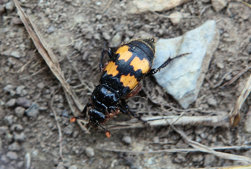 Nicrophorus interruptus,  Silphidae